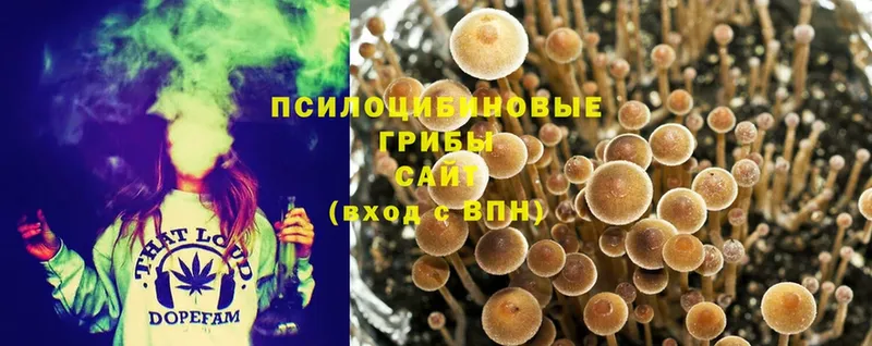 Псилоцибиновые грибы MAGIC MUSHROOMS  darknet Telegram  Майский 